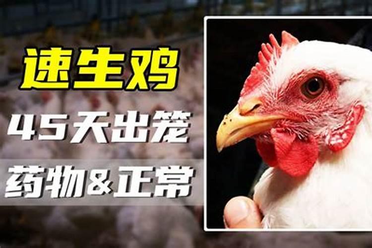 枣 中元节拜祖完鸡肉鸭能吃吗