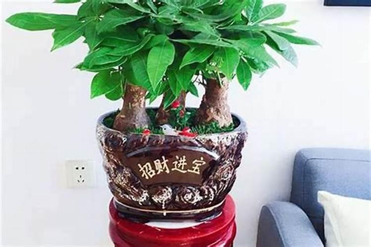 风水大师:家里养这几种植物,财运会越来越好!