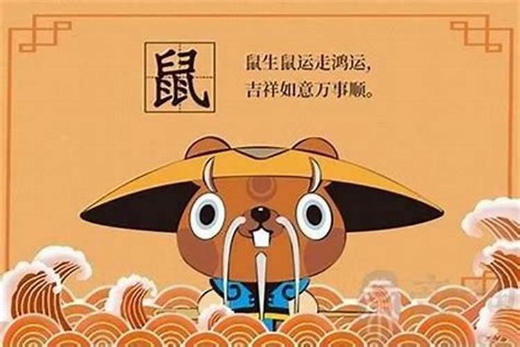 属鼠的几月出生最好