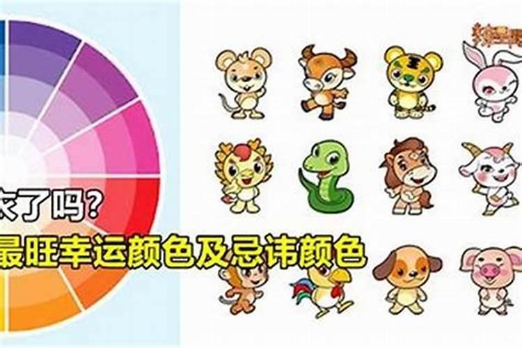 属虎本命年前一年倒霉 度过前一年本命年转运？