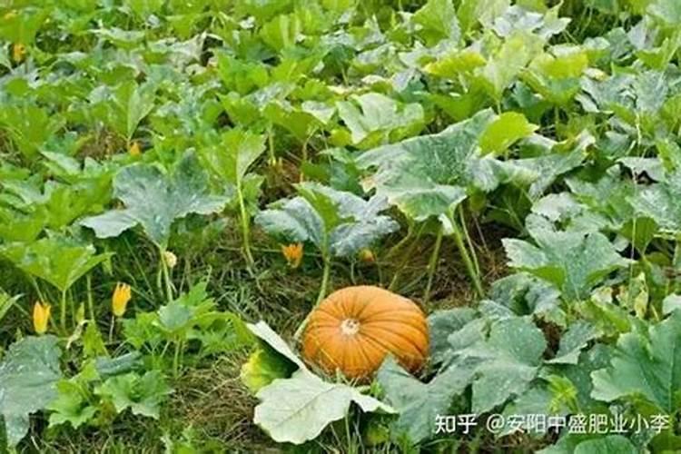 我家房子是坐北朝南的,东西两家的房子都比我家的高,该怎么化解？