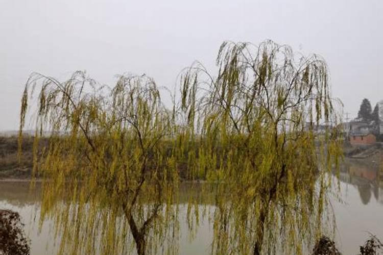 属龙2025年运势及运程每月运程