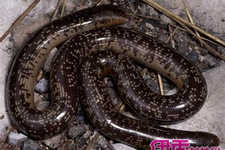 如果皈依佛门还可以恋爱结婚像一般人一样生活吗？