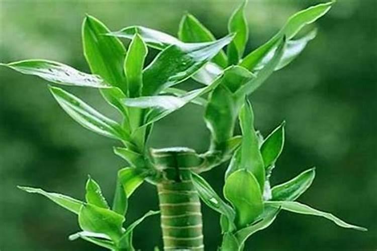 家养什么植物最旺文昌