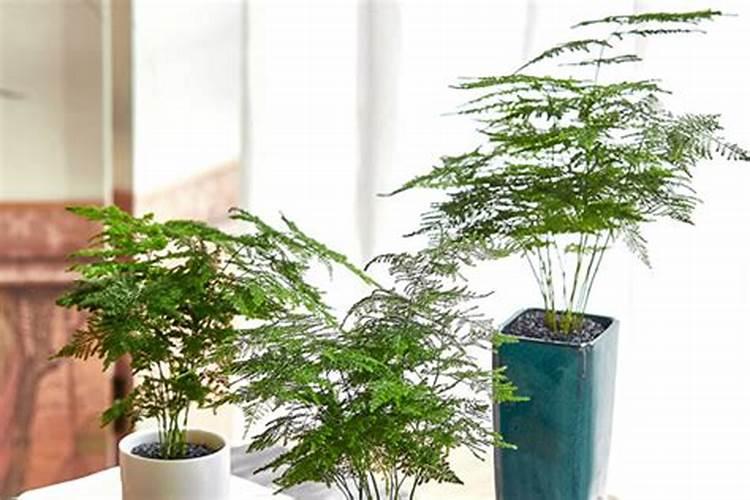 文昌位适合种哪些植物