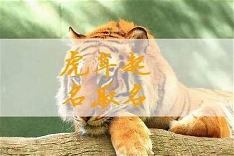 属虎的宝宝取名字宜忌
