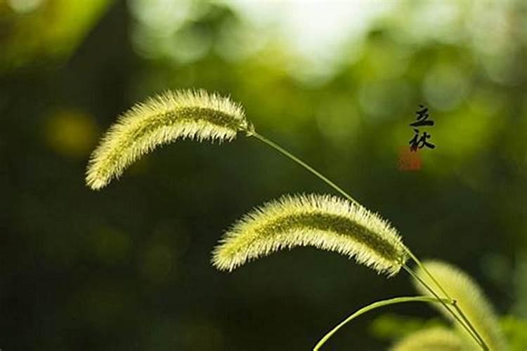 立秋是哪一天？每年都是固定的日子吗？