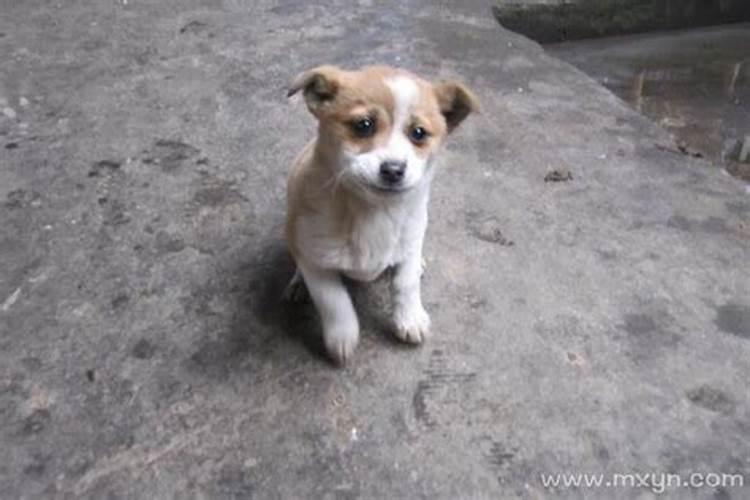 52年龙的属相是什么命,52年出生属龙的正月十七日是什么命？