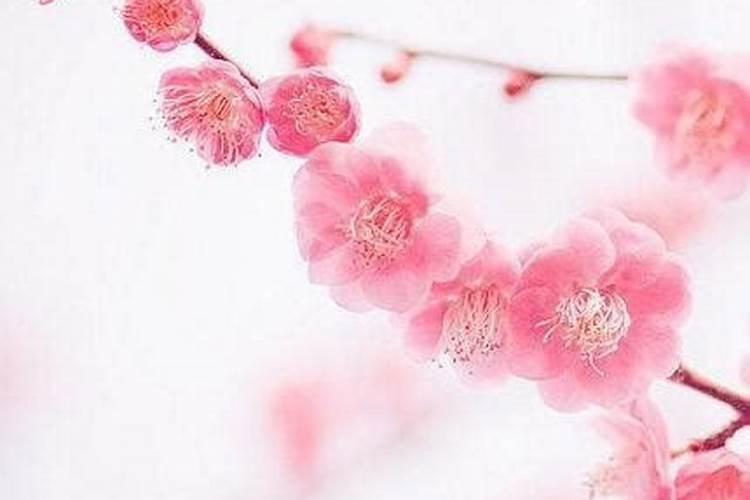 走桃花运是什么意思？