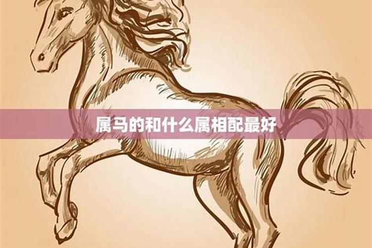 属马和属什么婚配最好