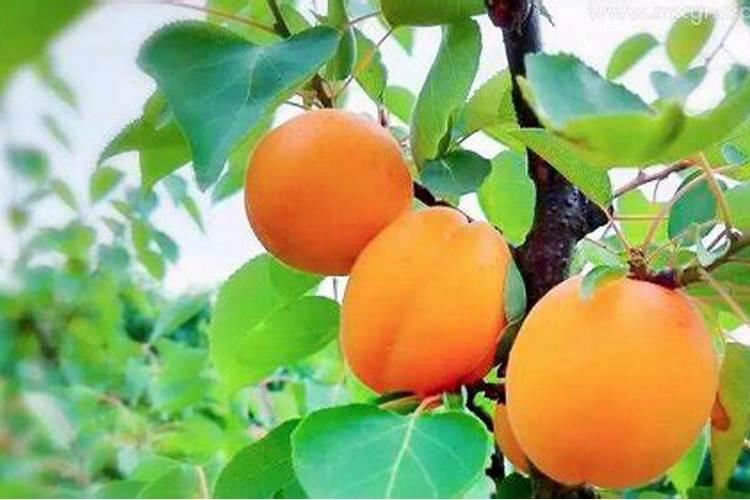 甘肃端午节有什么风俗