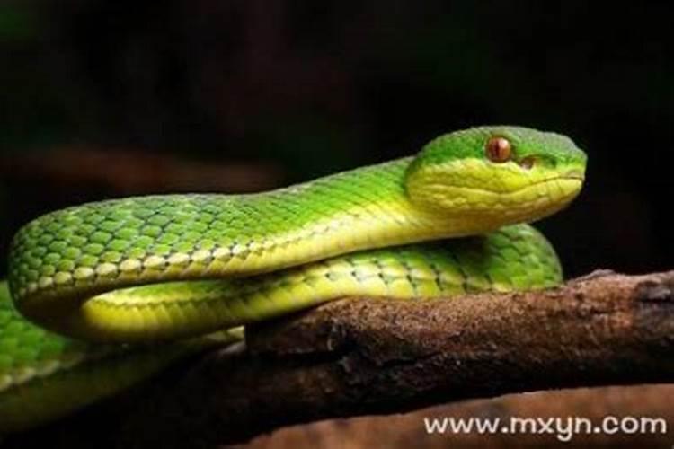 八零年农历正月二十辰时出生的生肖猴二零一五年十一月十二月运势如何...