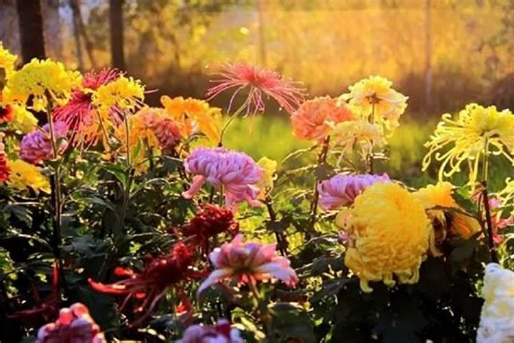 重阳节为什么要赏菊？菊花是如何成为重阳节的标志的？