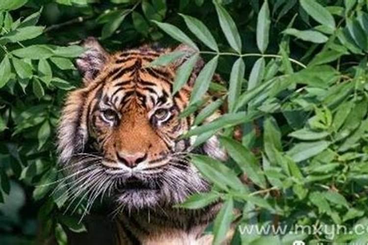 属猪人在2025年适合从事哪些行业？