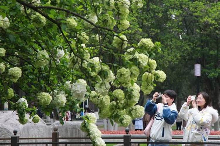 清明节适合去哪里踏青