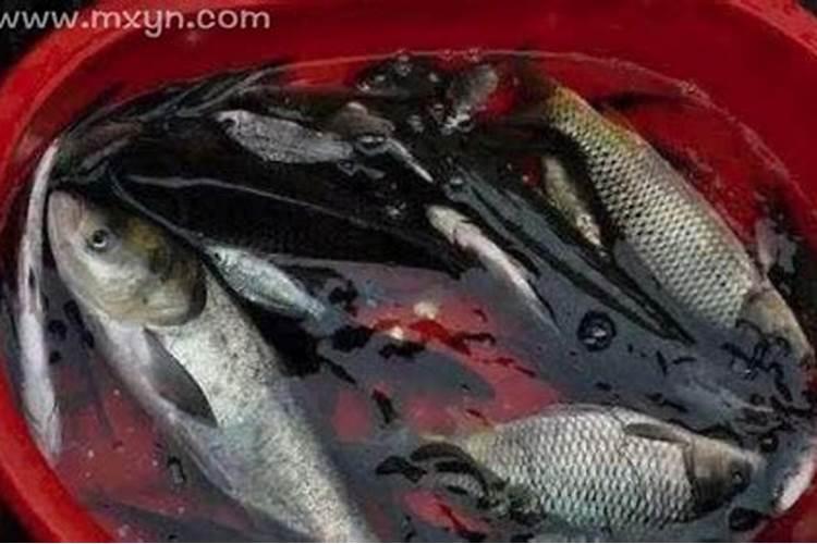 梦见买小死鱼的预兆