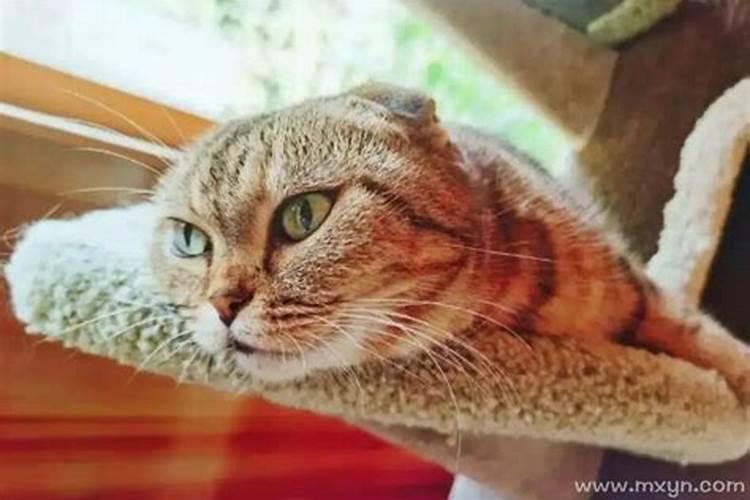 女人梦见猫是什么预兆女人做梦梦到猫什么意思