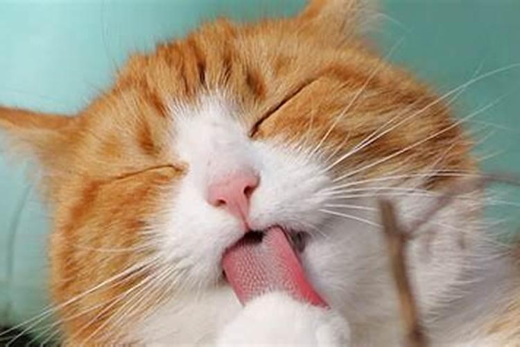 梦见猫是什么预兆周公解梦