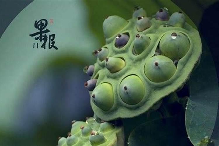 腊八节的由来和风俗是什么？