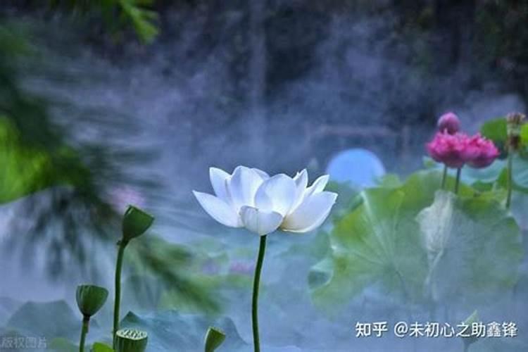 1989年正月初五晚8点55分出生命运如何？