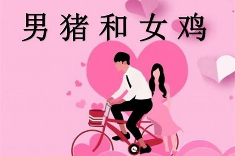 男属鸡女属猪婚配好吗