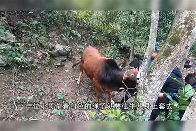 把狮子座的女生惹生气了该怎么办