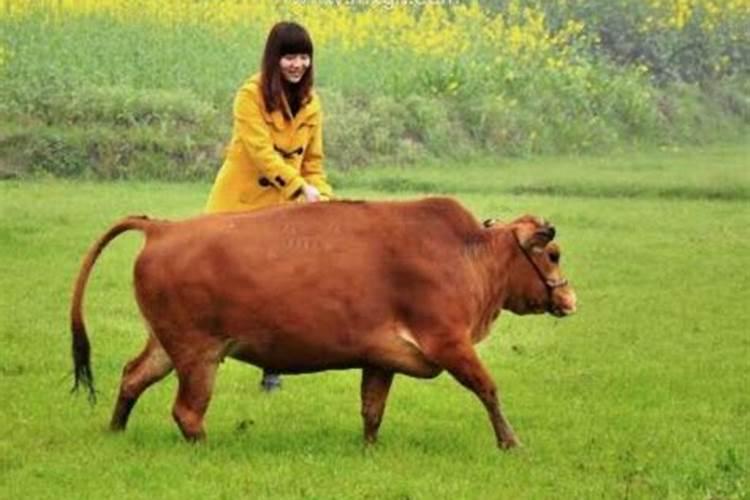梦见泥田里死了一只牛