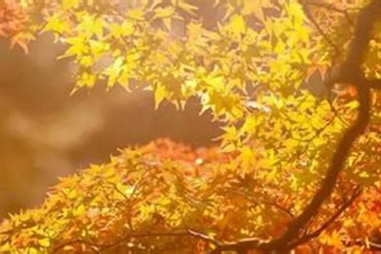 二十四节气秋分代表什么