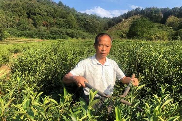 犯太岁可以拜山祭祖吗