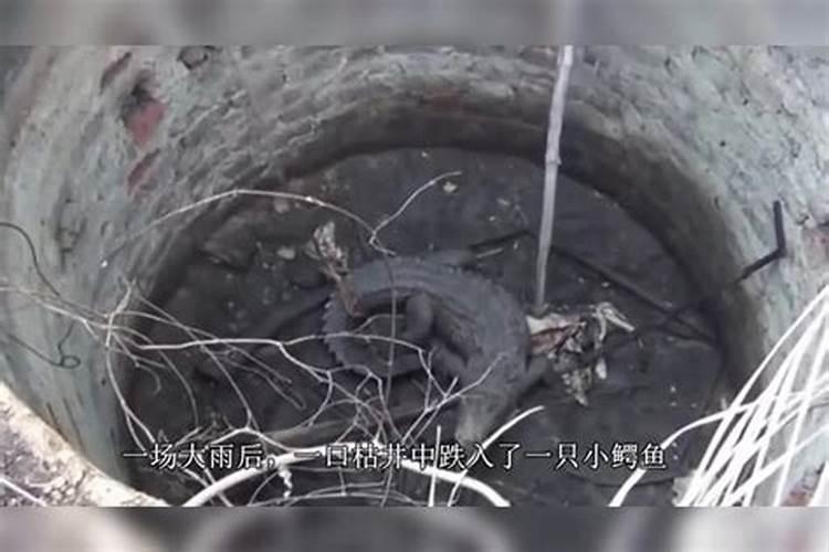 十二生肖犯太岁十二生肖列表