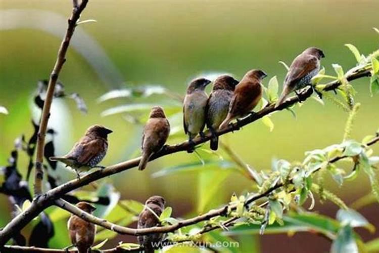 “元宵节、重阳节、中秋节、端午节、清明节、除夕”按时间的先后顺序怎...