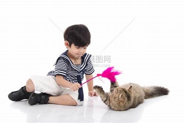 梦见和猫咪玩耍的预兆