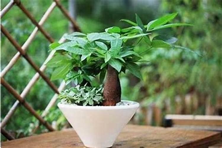 把老鼠和猫放在一起结果会怎样？