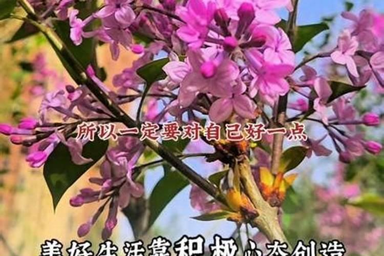 2025属猪化解破太岁最佳方法