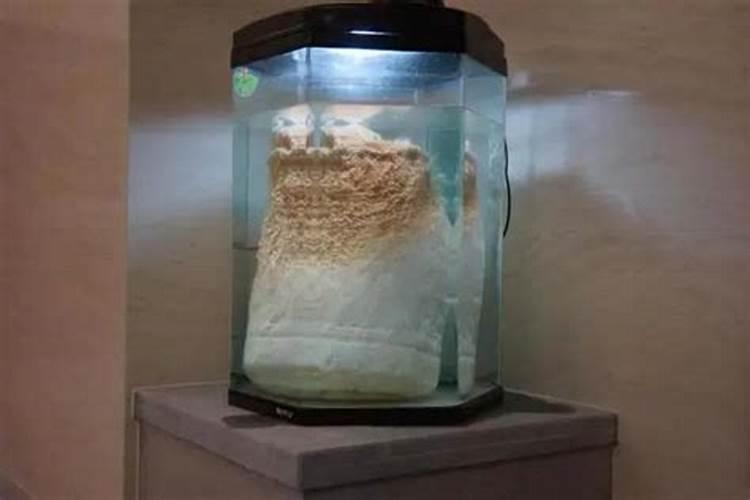 “太岁”究竟是动物还是植物？