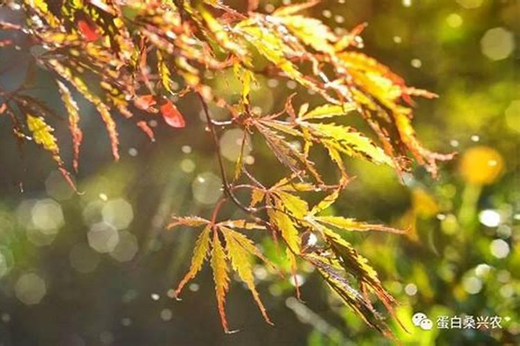 男女都属牛年本命年结婚好吗？