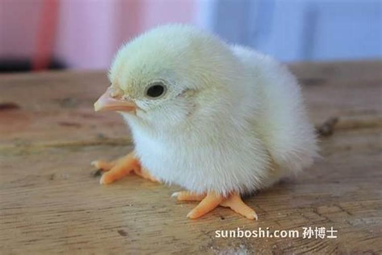 怀孕梦见小鸡是什么意思？