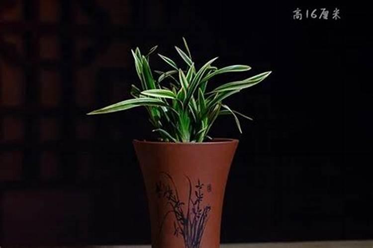 介绍端午节的英语作文