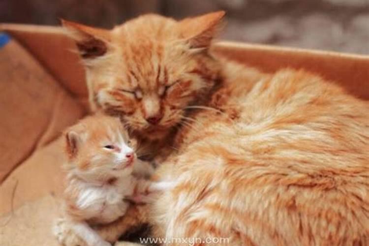 怀孕梦见猫是什么意思 孕妇梦见猫的含义