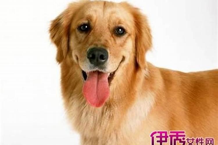 楚辞男孩名字大全集大气文雅 虎年