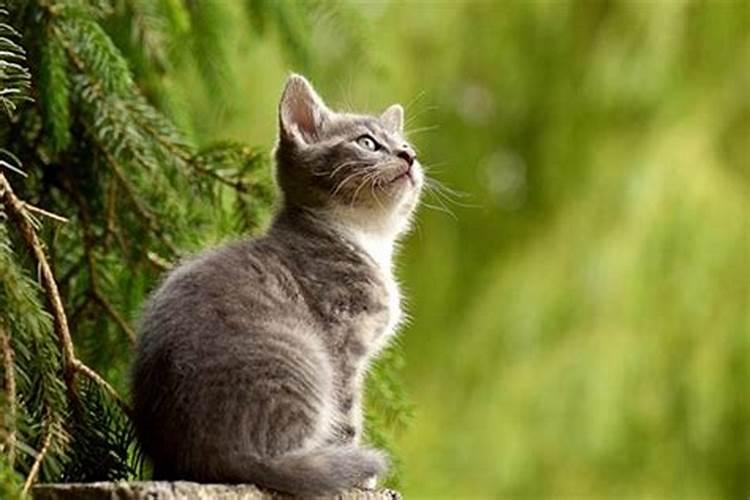 梦见猫是什么预兆周公解梦