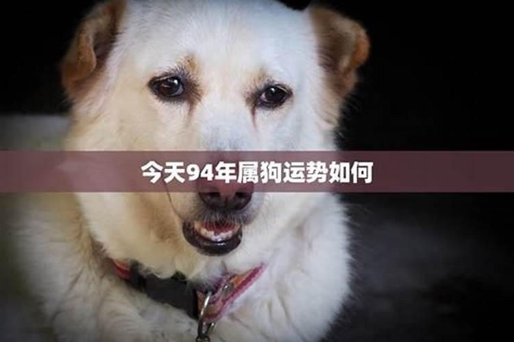 1994年属狗男2024年运势每月运程怎么样