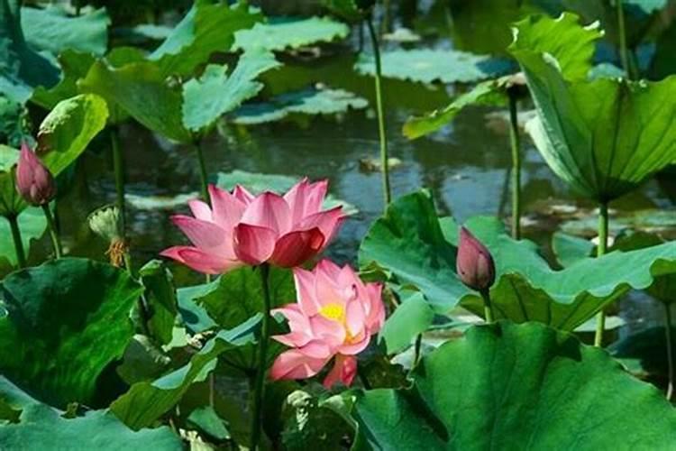 中秋节的来历和风俗