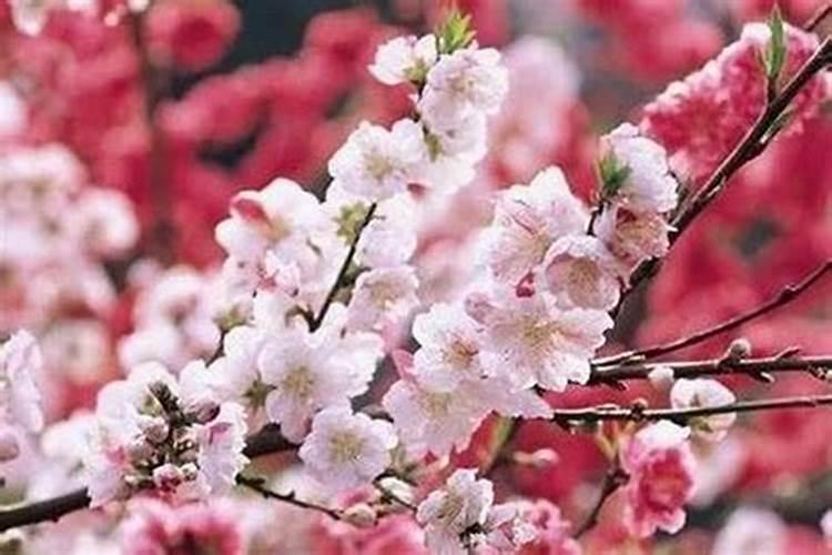 属蛇的刑太岁佩戴什么化解属蛇的刑太岁应该注意什么