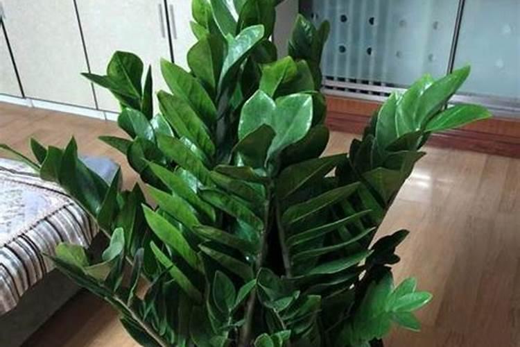 露台种什么植物最旺家运