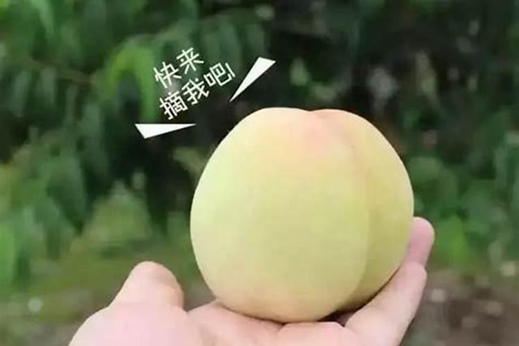 属牛属马千万不能在一起 属牛属马的人在一起般配吗