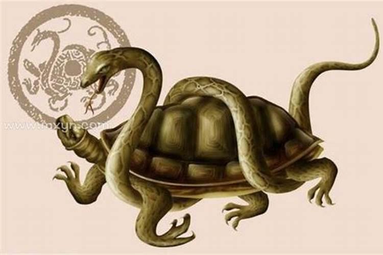 梦见蛇和乌龟是什么意思？