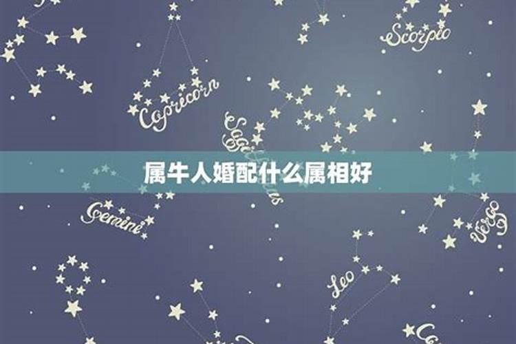 用什么样的手机壁纸可以招财手机用什么壁纸能招财聚财