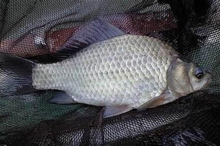 重阳节钓鱼最佳方法 重阳节过后钓鱼技巧怎样钓到？