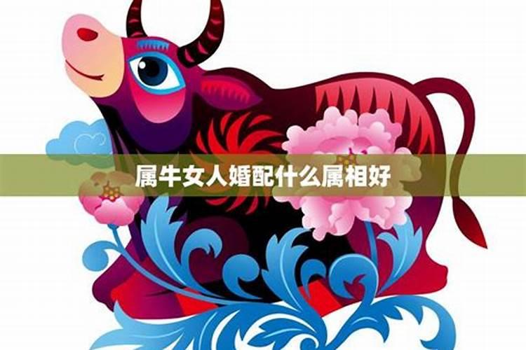 属牛的女人婚配什么属相最好